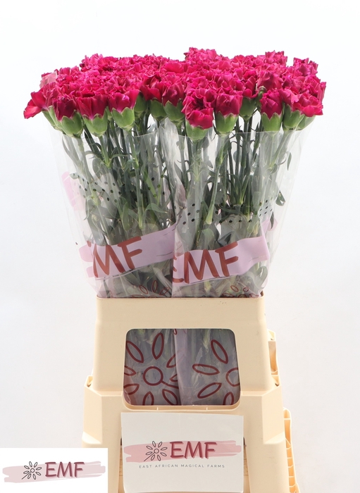 <h4>DI ST ZAFIRO</h4>