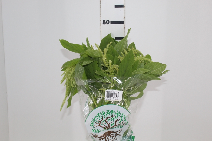 <h4>AMARANTHUS D. VERDE 070 CM VERDE</h4>