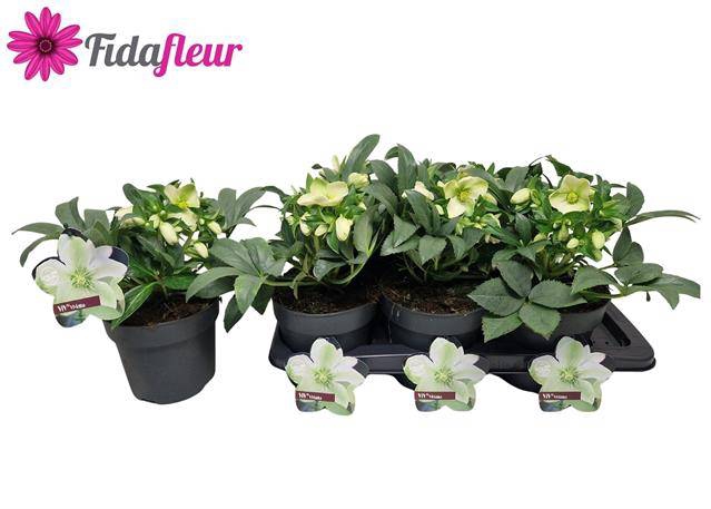 <h4>HELLEBORUS VIV VIVIANA P17</h4>