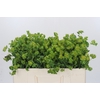 Bupleurum Griffithii