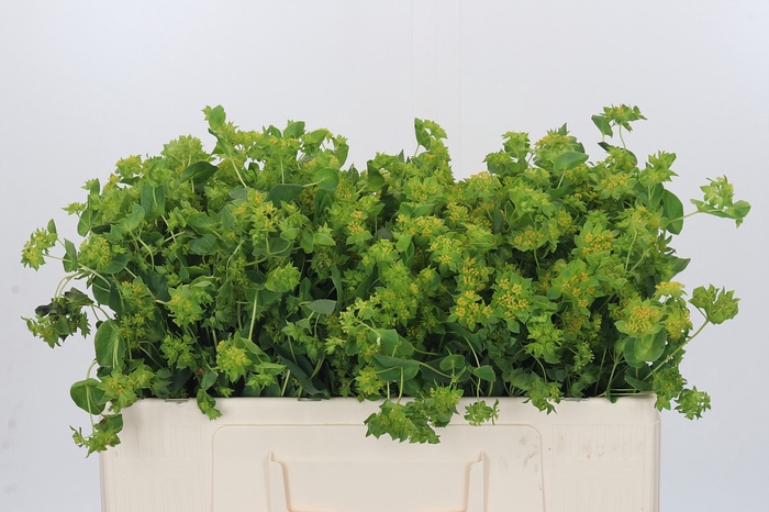 <h4>Bupleurum Griffithii</h4>