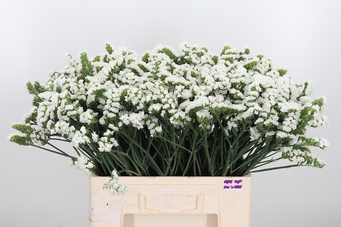 <h4>Statice White</h4>