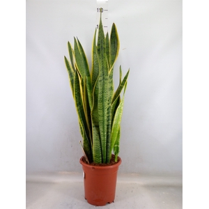 Sansevieria trifa. 'Laurentii'