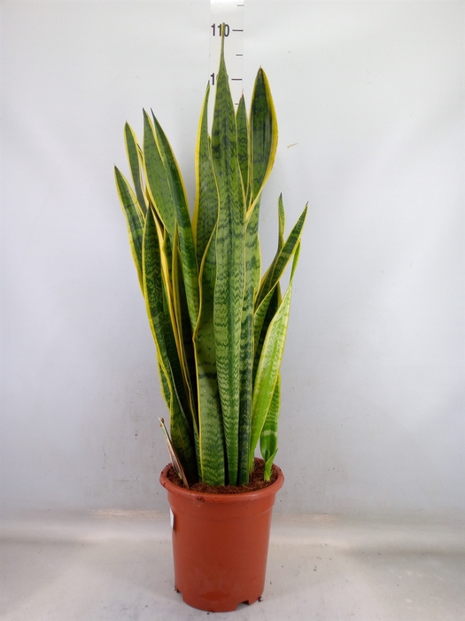 <h4>Sansevieria trifa. 'Laurentii'</h4>