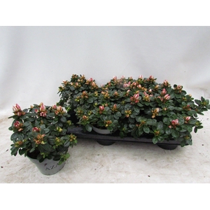 RHODO SI SACHSENSTER