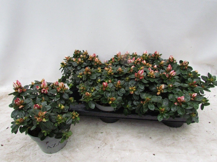 <h4>RHODO SI SACHSENSTER</h4>