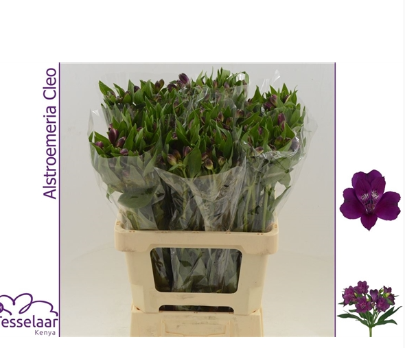 <h4>ALSTR MARACANA</h4>