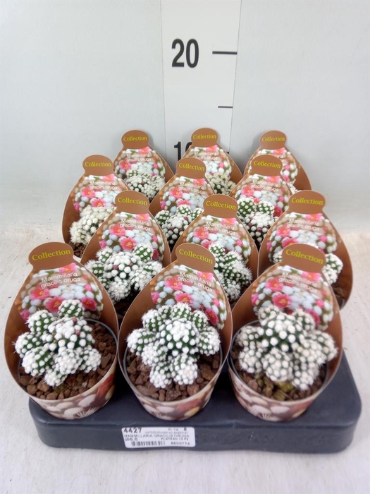 <h4>Mammillaria</h4>