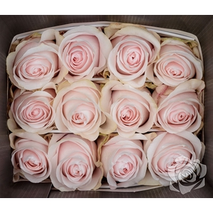R GR POMAROSA EQ