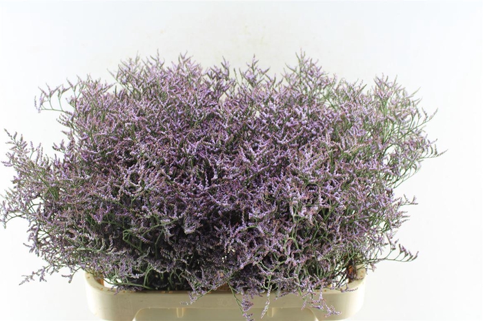 <h4>Lim Saf Lilac</h4>