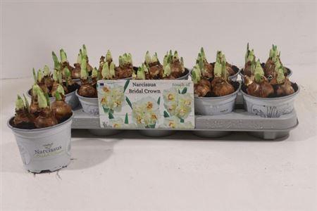 <h4>Narc D Bridal Crown</h4>