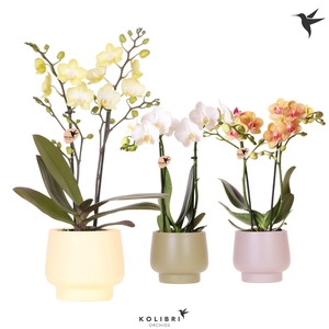 Kolibri Orchids Phalaenopsis mix 2 spike in Scandic pot mix