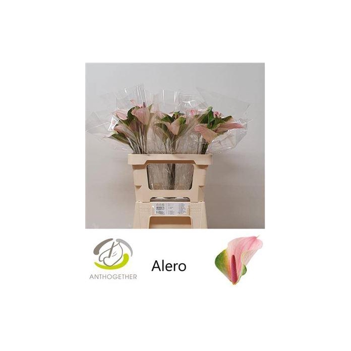 <h4>Anth A Alero</h4>