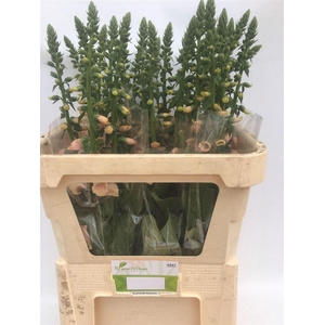 Digitalis Purpurea Camelot Cream