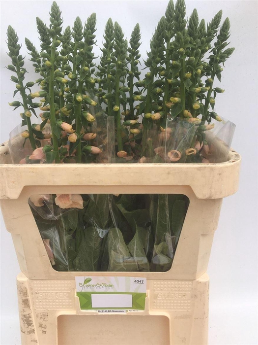 <h4>Digitalis Purpurea Camelot Cream</h4>