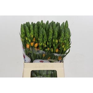 Ornithogalum dubium Magic Star