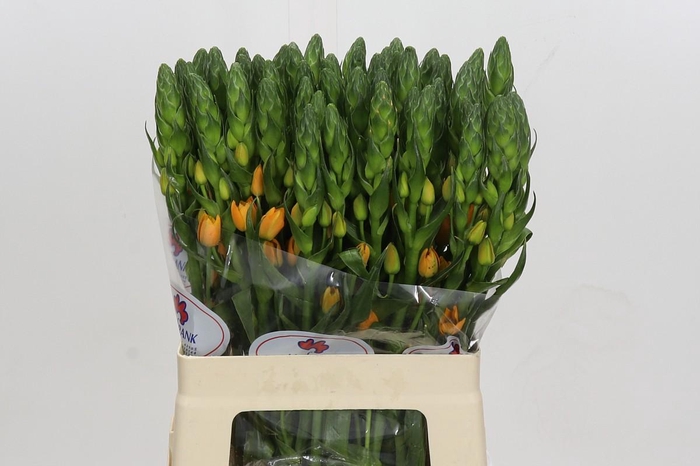 <h4>Ornithogalum dubium Magic Star</h4>