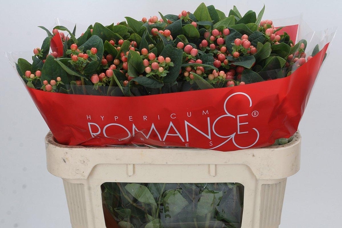 Hypericum Mellow Romance Spray