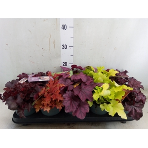 Heuchera  'Indian Summer'   ...mix