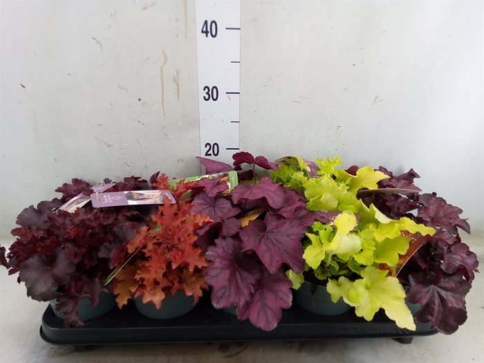 <h4>Heuchera  'Indian Summer'   ...mix</h4>