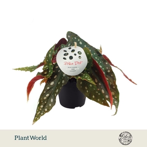 Begonia Maculata 12cm Nederlands etiket