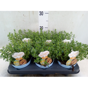 Thymus citriodorus