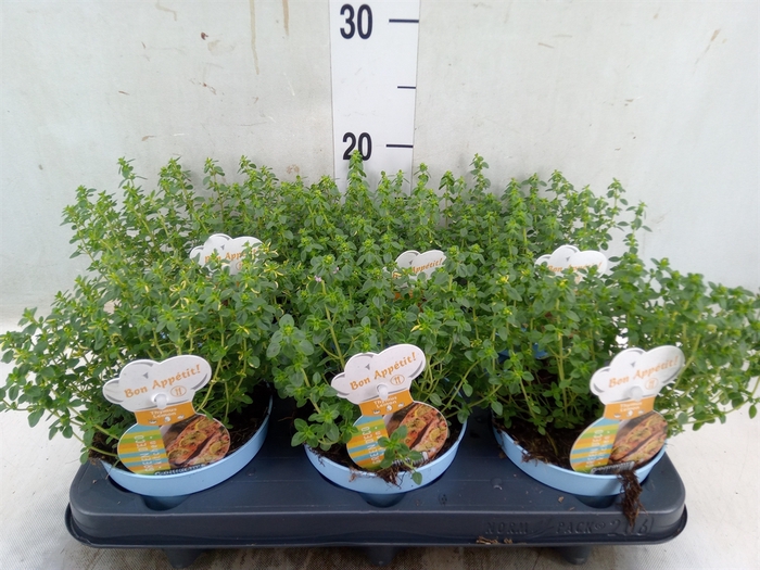 <h4>Thymus citriodorus</h4>