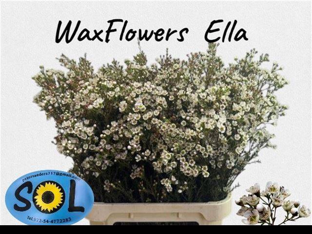 <h4>Chamelaucium ella</h4>