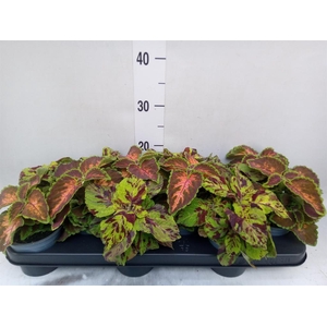 Plectranthus col. 'Wizard'   ...mix
