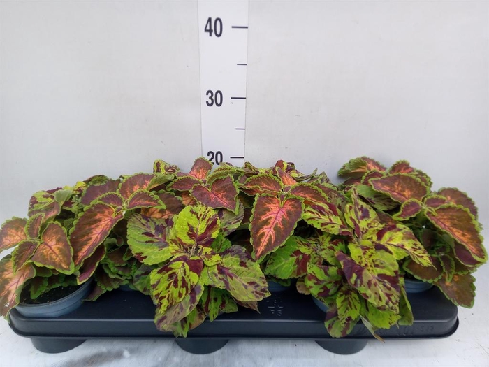 <h4>Plectranthus col. 'Wizard'   ...mix</h4>