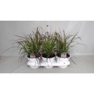 Pennisetum advena 'Rubrum'