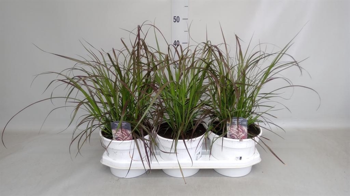 <h4>Pennisetum advena 'Rubrum'</h4>