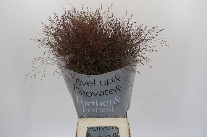 <h4>Panicum Virgatum Warrior</h4>