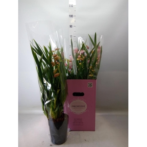 Cymbidium   ...