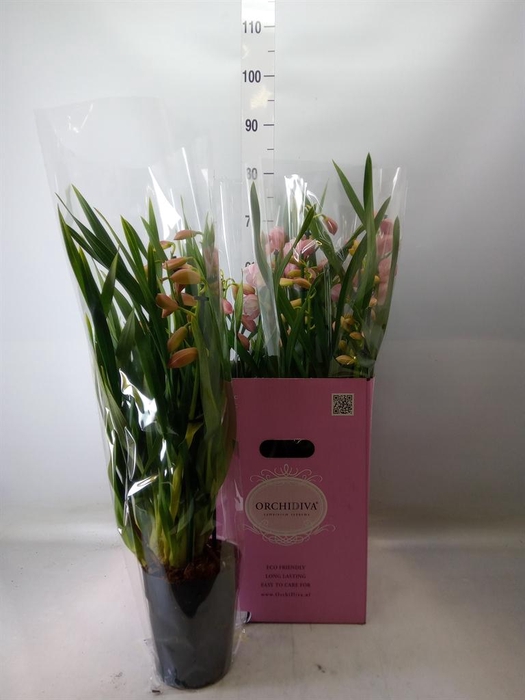 <h4>Cymbidium   ...</h4>