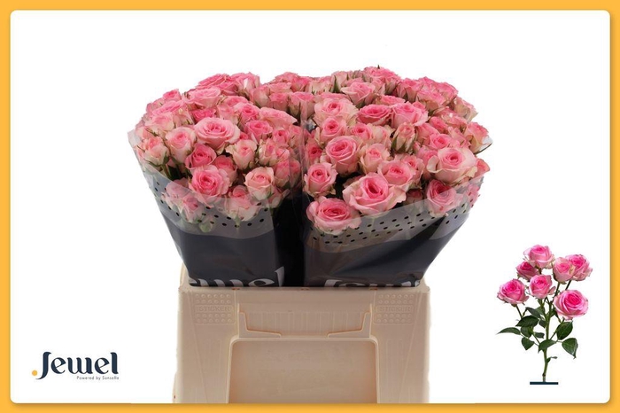 <h4>Rosa spray tralala</h4>