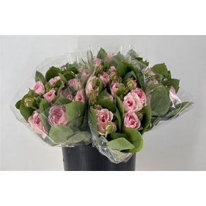 R Tr Pompone Summerh