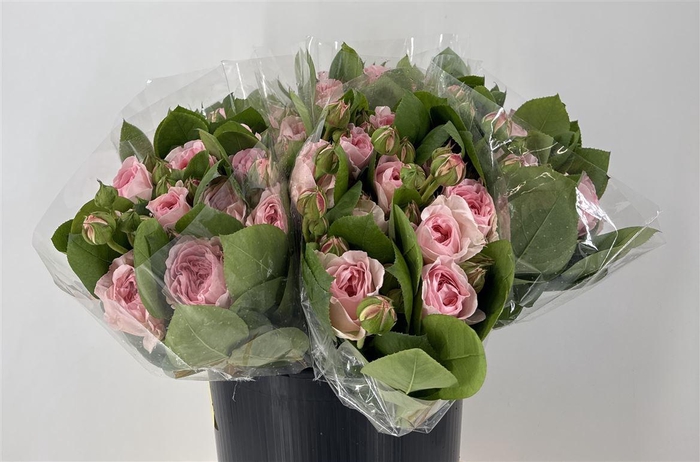 <h4>R Tr Pompone Summerh</h4>