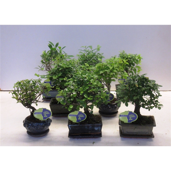 <h4>Bonsai mix Lodder special, a various mix of many indoor bonsai.</h4>