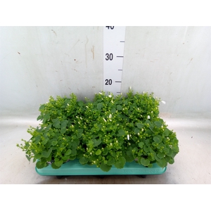 Campanula porten. 'Porto White'
