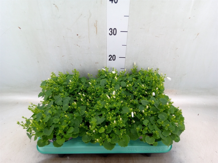 <h4>Campanula porten. 'Porto White'</h4>
