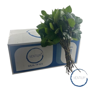 Salal Tips Ventium