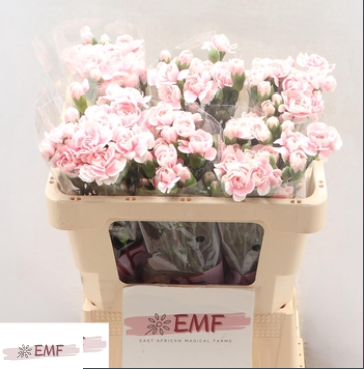 <h4>Di Tr Cosmopink</h4>