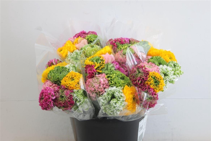 <h4>Ran Pon Pon Mixed</h4>