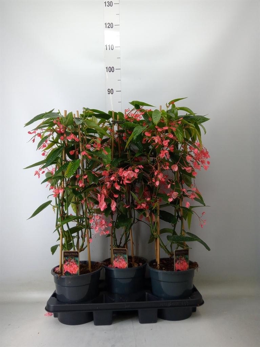 <h4>Begonia ...</h4>