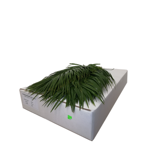 PHOENIX ROEBELINII 60 CM WHITE BOX