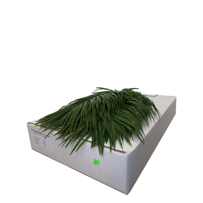 <h4>PHOENIX ROEBELINII 60 CM WHITE BOX</h4>