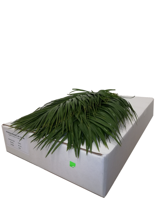 <h4>PHOENIX ROEBELINII 60 CM WHITE BOX</h4>