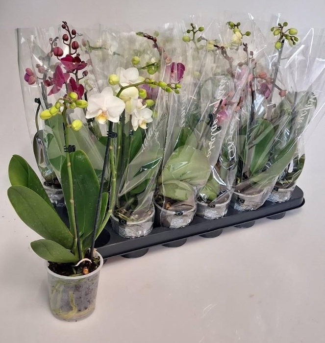 Phal Gem 4 Kl