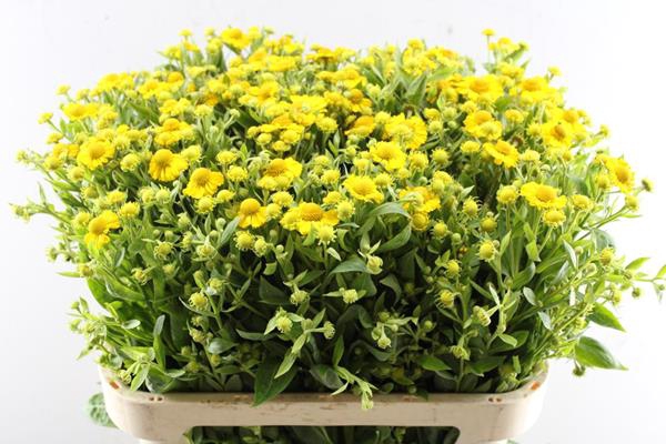 <h4>Helenium Kanaria (geel) 80cm</h4>
